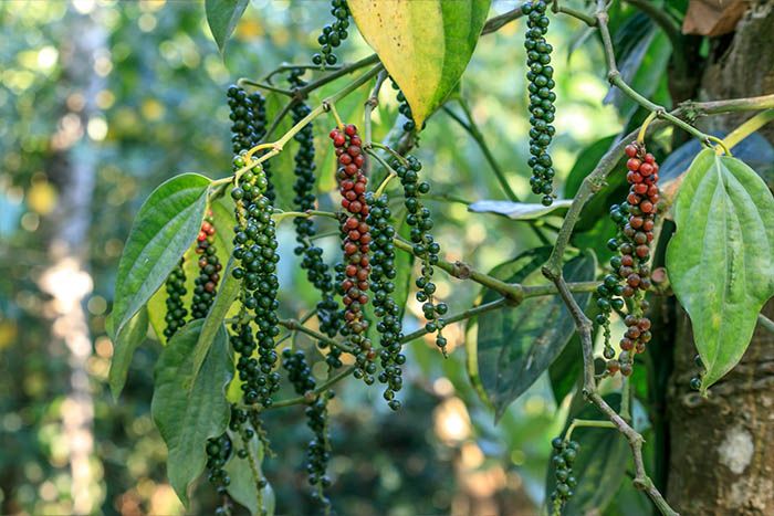 Madagascar Pepper Traders