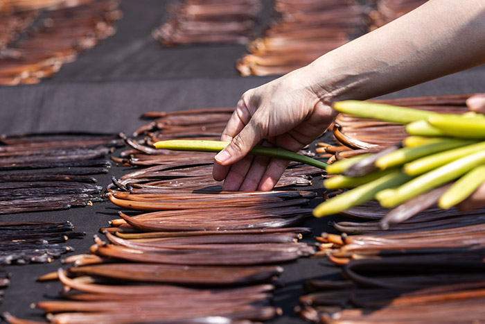 Madagascar Vanilla Traders