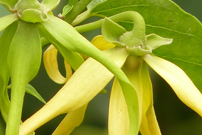 Madagascar Ylang-Ylang Traders